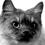 GIF Cat